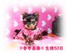 ヨークシャーテリア