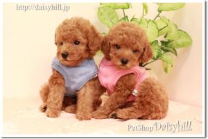 京都のペットショップＤａｉｓｙｈｉｌｌ
