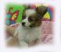 CAT&DOG   有限会社　文鳥