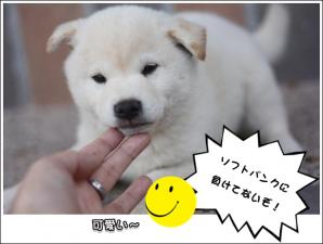 柴犬