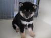 柴犬