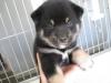 柴犬