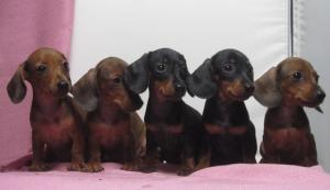  silver bullet kennel 