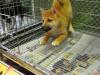 柴犬