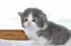 ノルウェジアンフォレストキャット