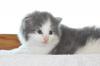 ノルウェジアンフォレストキャット