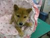 柴犬