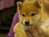 柴犬
