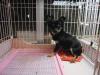 チワワ（ロングコート）