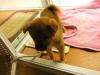 柴犬