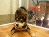 柴犬