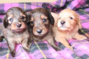 ダックスフンド専門犬舎　PURITTSU WORLD