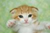 スコティッシュフォールド(11276)