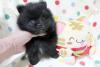 ポメラニアン