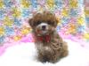 MIX（雑種）デザインDOG
