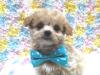 MIX（雑種）デザインDOG