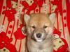 柴犬