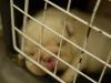 フレンチブルドッグ