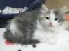 ノルウェジアンフォレストキャット