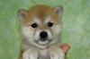 柴犬(11263)