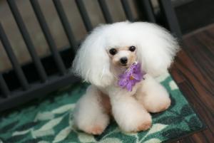 Petit Dog PICO