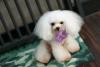 Petit Dog PICO