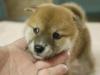 柴犬
