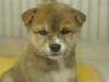 柴犬