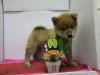 柴犬