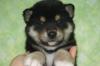 柴犬(11344)