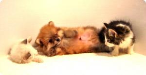 子犬の部屋＆子猫のお部屋