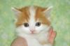 スコティッシュフォールド(11356)