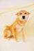 柴犬