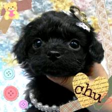 MIX（雑種）極小プレミアムデザインDOG