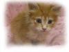 ノルウェジアンフォレストキャット