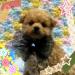 MIX（雑種）プレミアムデザインDOG