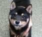 柴犬