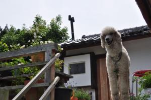 Puppy&Kitty BALU園部