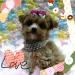 MIX（雑種）極小プレミアムデザインDOG