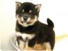 柴犬