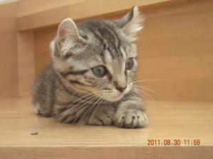 ねこやあんず
