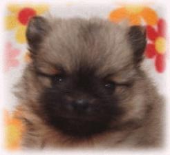 ポメラニアン