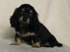 ミニチュアダックスフンド 