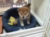 柴犬