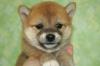 柴犬(11316)