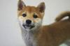 柴犬