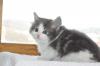 ノルウェジアンフォレストキャット