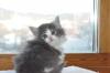 ノルウェジアンフォレストキャット