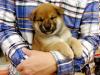 柴犬