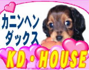 カニンヘンダックスフンド専門ブリーダーＫＤ・ＨＯＵＳＥ